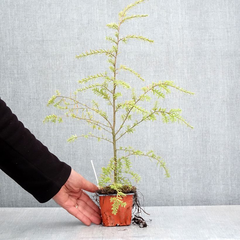 Tsuga heterophylla - Western Hemlock 8/9 cm pot sample as delivered in spring