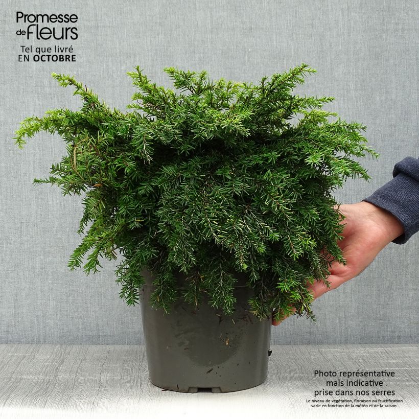 Tsuga canadensis Nana - Eastern Hemlock 3L/4L pot sample as delivered in autumn