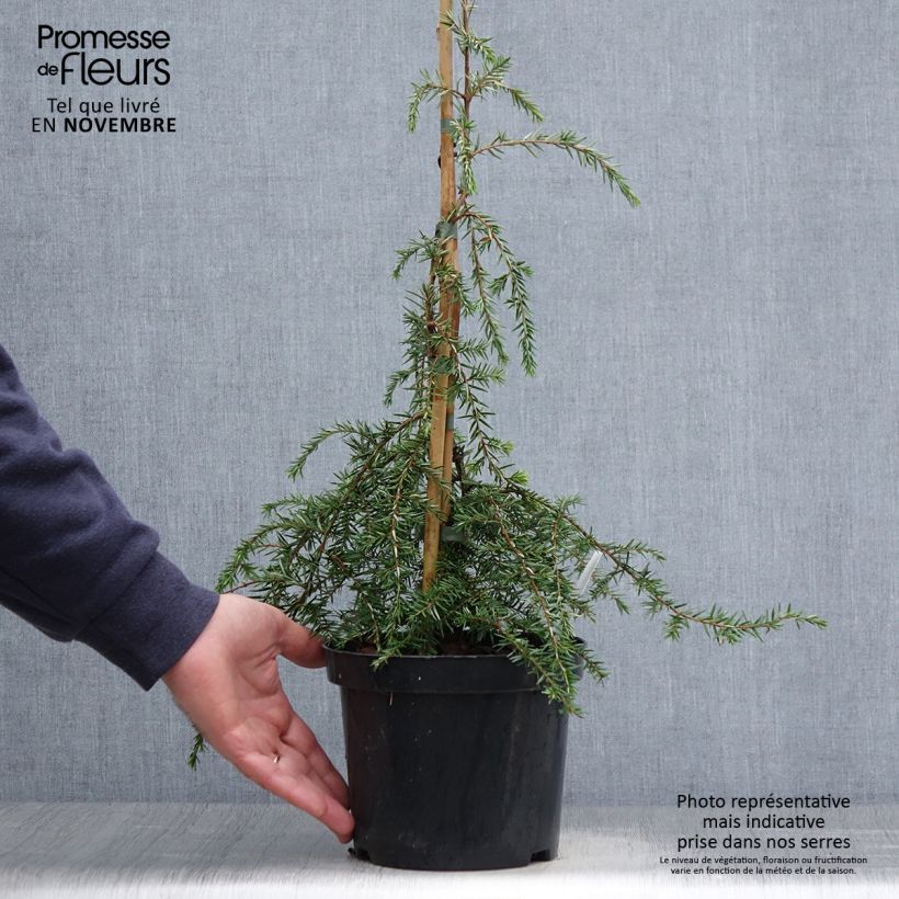 Tsuga canadensis Pendula - Eastern Hemlock 2L/3L pot sample as delivered in autumn