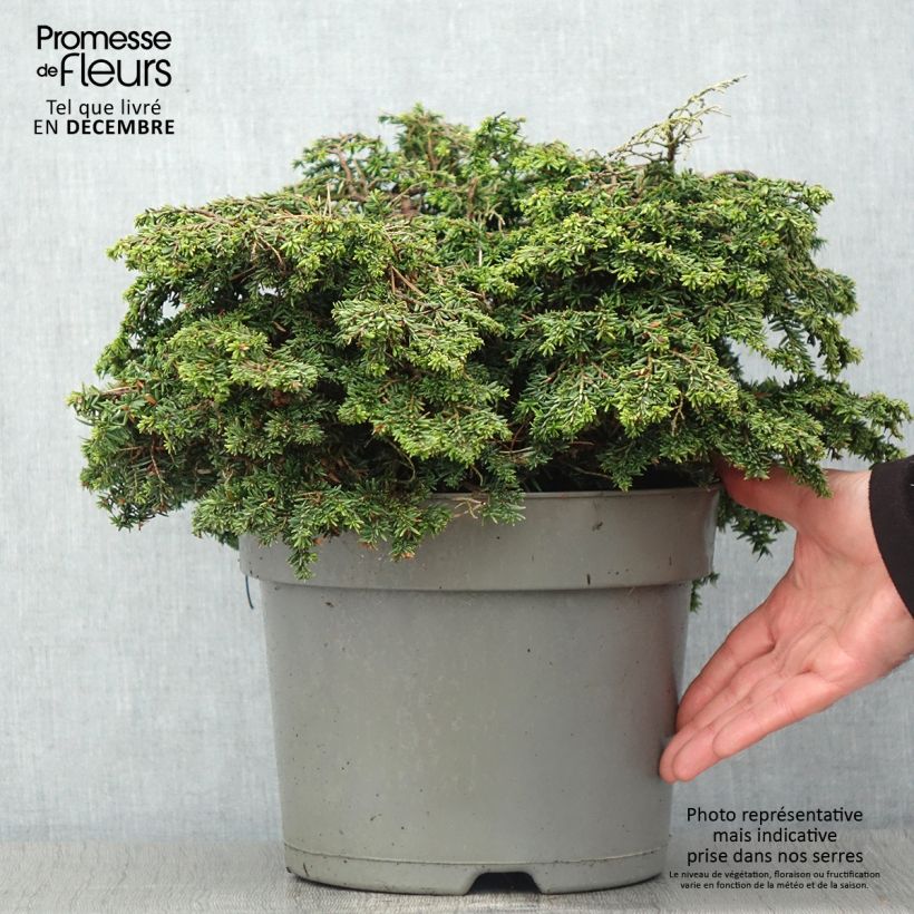 Tsuga canadensis Popeleski - Eastern Hemlock 7.5L/10L pot sample as delivered in autumn