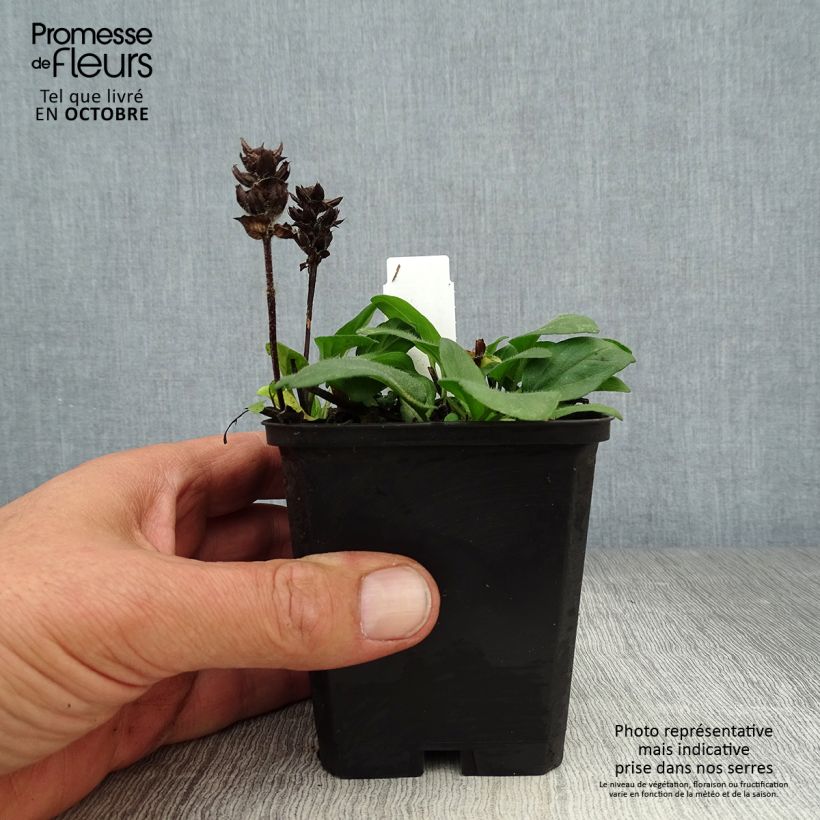 Prunella grandiflora Pink Loveliness - Self-heal 8/9 cm pot sample as delivered in autumn
