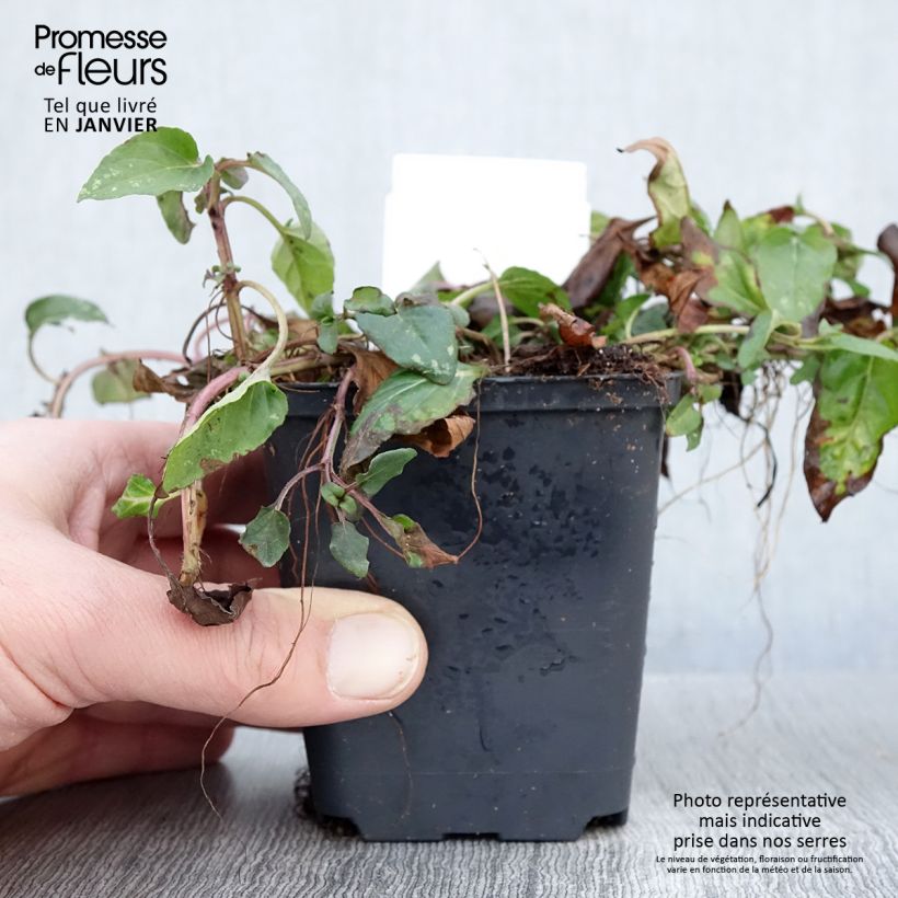 Prunella vulgaris - Self-heal 8/9 cm pot sample as delivered in winter