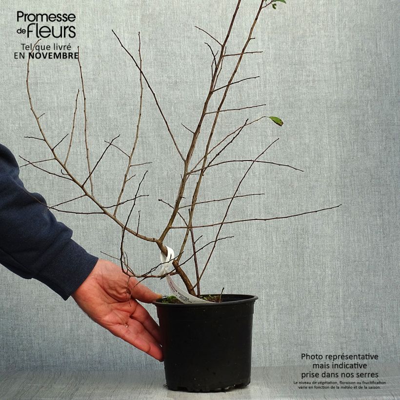Prunus spinosa - Blackthorn 2L/3L pot sample as delivered in autumn