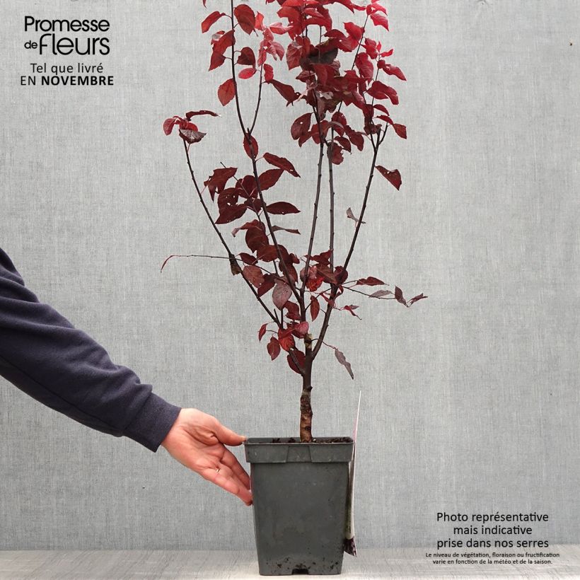 Prunus cerasifera Nigra (Atropurpurea)  4L/5L pot sample as delivered in autumn