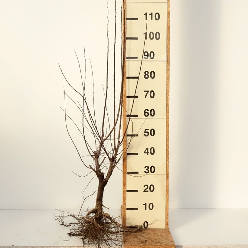 Prunus cerasifera Nigra (Atropurpurea)  Bare root sample as delivered in winter