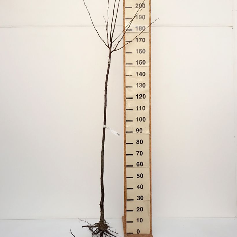 Prunus domestica Altesse Double - Common plum Bare root, Half standard sample as delivered in winter