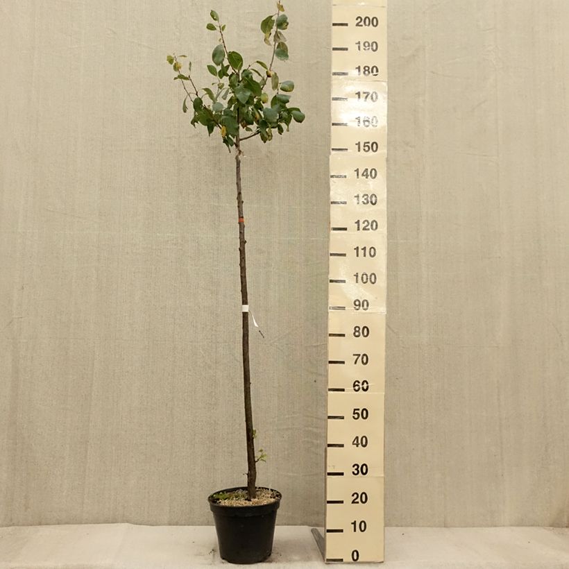 Prunus domestica Bleue de Belgique - Common plum 7.5L/10L pot, Half standard sample as delivered in autumn