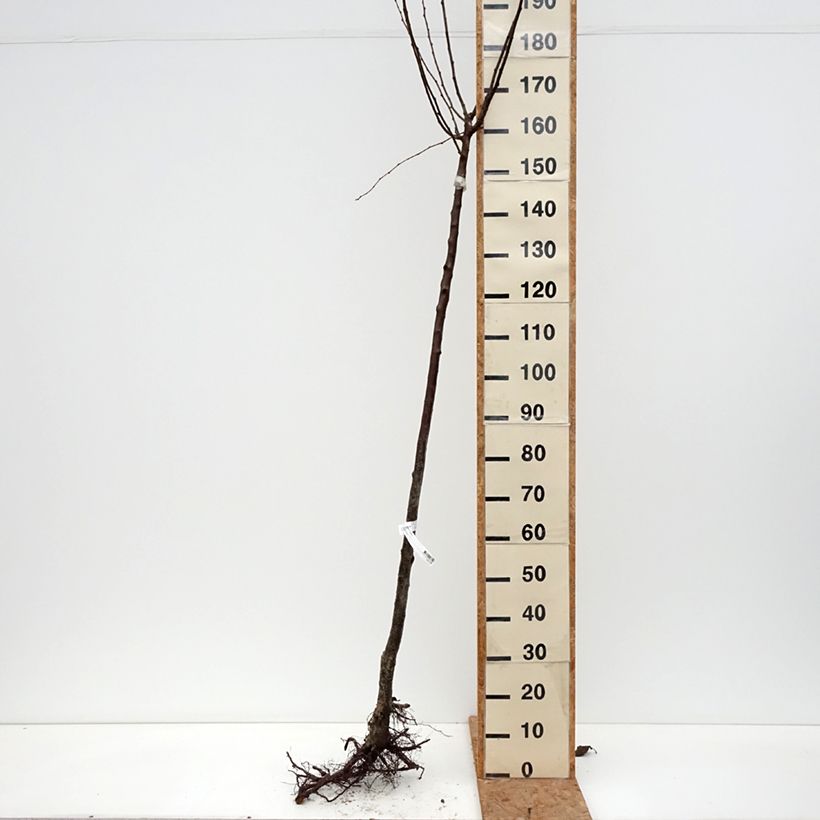 Prunus domestica Bleue de Belgique - Common plum Bare root, Half standard sample as delivered in winter