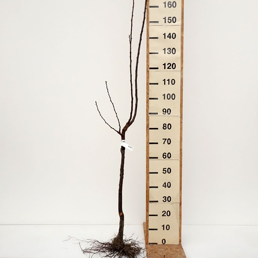 Prunus domestica Bleue de Belgique - Common plum Bare root, Goblet sample as delivered in winter
