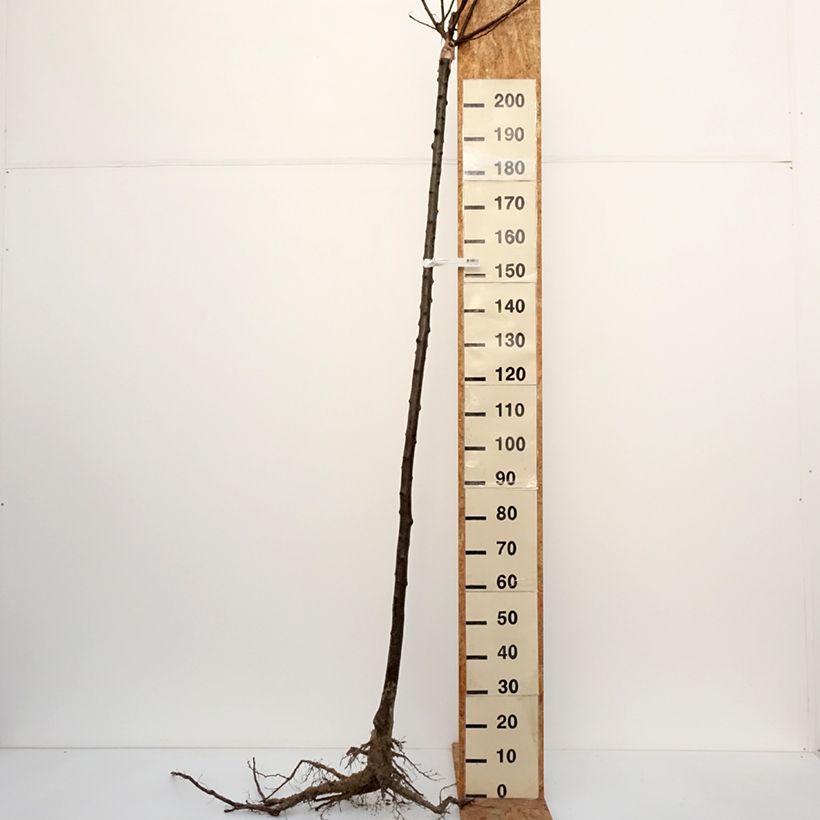 Prunus domestica Bleue de Belgique - Common plum Bare root, Standard sample as delivered in winter