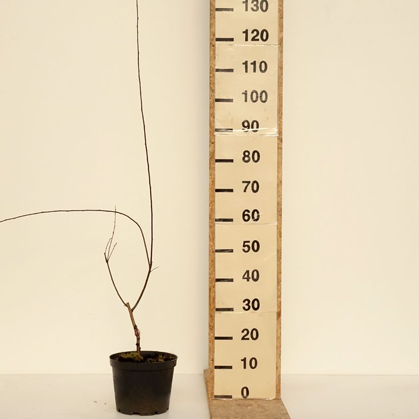 Prunus cerasifera Trailblazer - Cherry Plum 4L/5L pot sample as delivered in winter