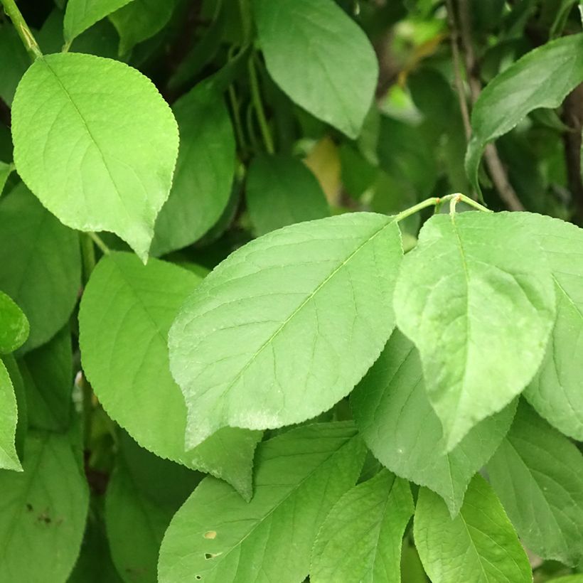 Two-in-one plum tree - Prunus Black Amber and Golden Japan (Foliage)