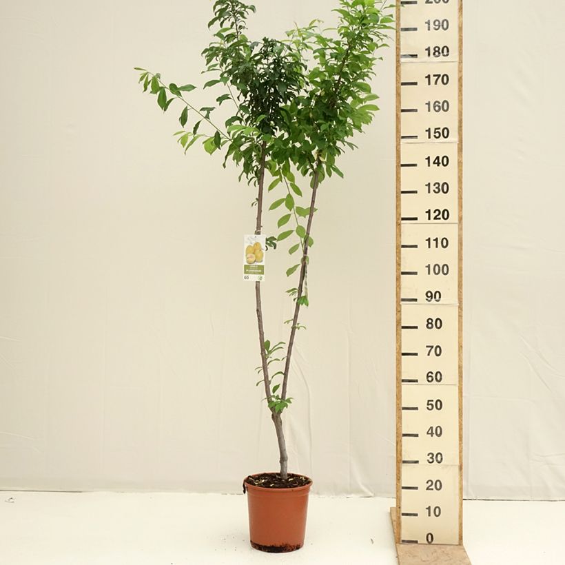 Two-in-one plum tree - Prunus Black Amber, Golden Japan 7.5L/10L pot sample as delivered in spring
