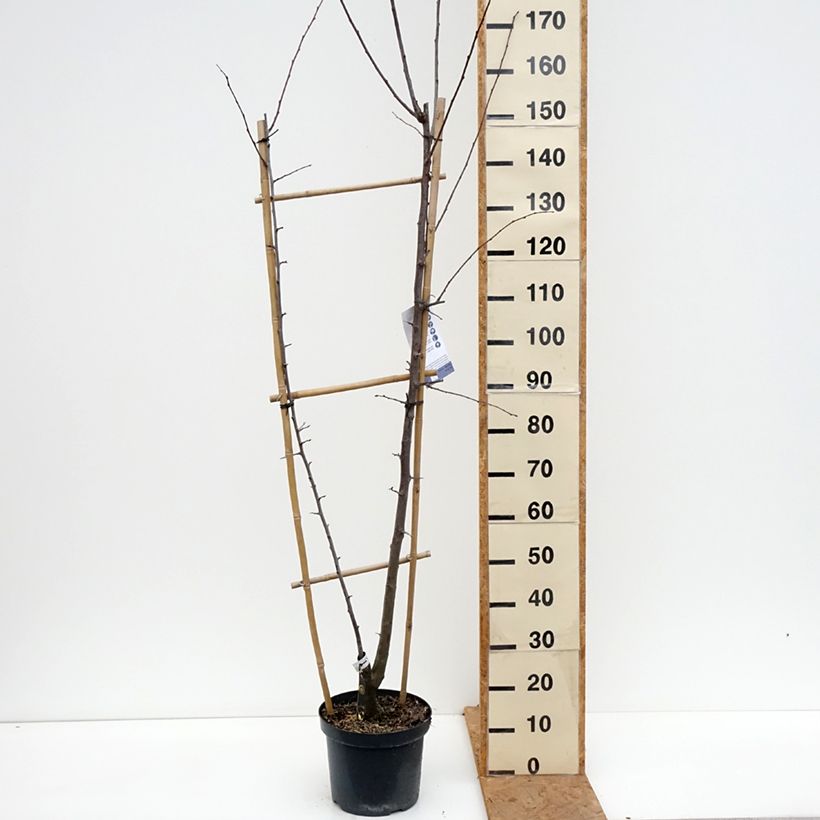 Duo of plum trees 7.5L/10L pot, Single u-shaped espalier sample as delivered in autumn