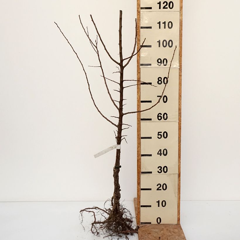 Prunus domestica Golden Japan - Common plum Bare root, Scion sample as delivered in winter