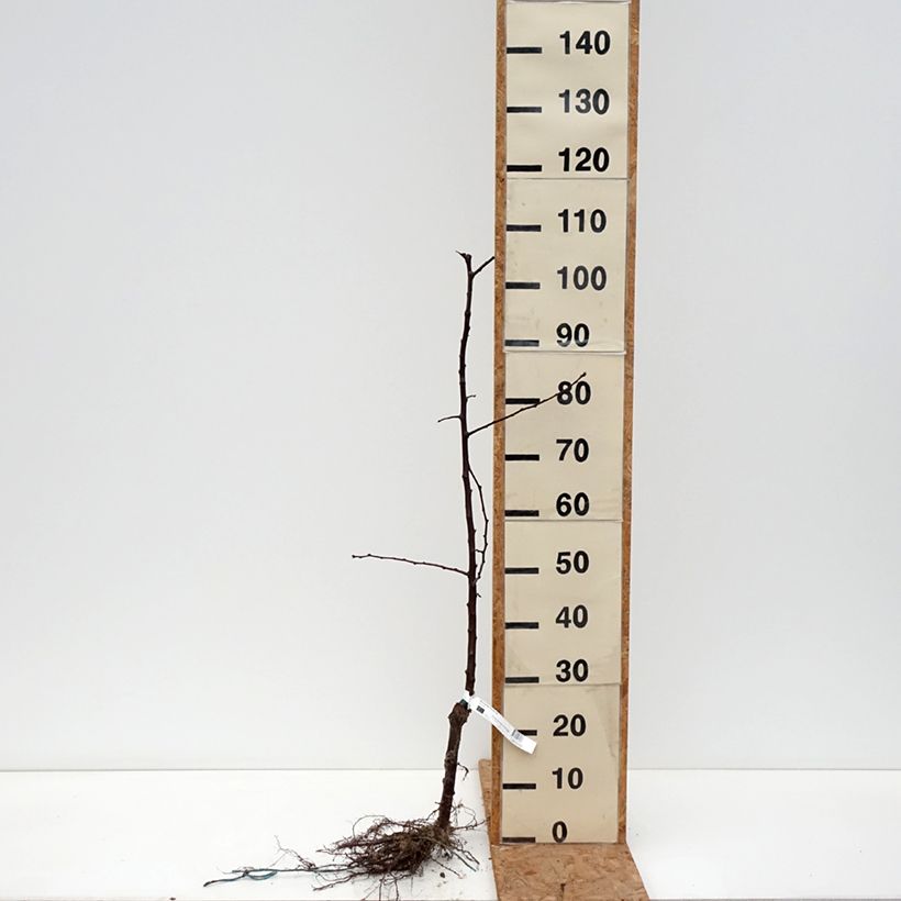 Organic Black Amber Japanese Plum - Prunus salicina Bare root, Scion sample as delivered in winter