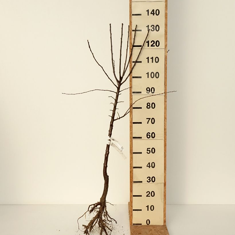 Prunus Mirabelle de Metz - plum Bare root, Goblet sample as delivered in winter