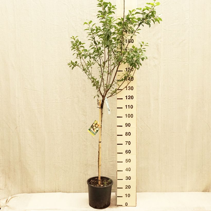 Prunus Mirabelle de Nancy Plum Tree 7.5L/10L pot, Half standard sample as delivered in spring