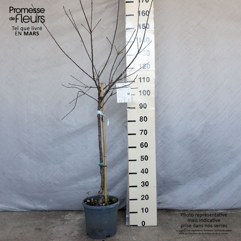 Prunus Mirabelle de Nancy Plum Tree 7.5L/10L pot, Goblet sample as delivered in spring