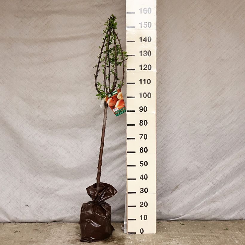 Prunus domestica Miraclaude - Common plum Ready-to-plant root ball, Goblet sample as delivered in spring