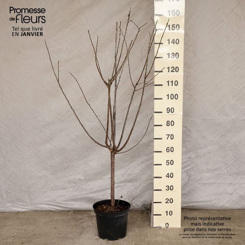 Prunus domestica Mr. Hâtif - Common plum 7.5L/10L pot, Goblet sample as delivered in winter