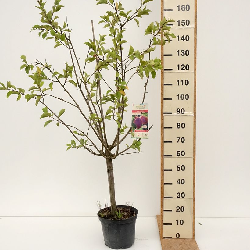 Prunus domestica Mr. Hâtif - Common plum 7.5L/10L pot, Goblet sample as delivered in summer