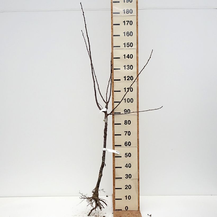 Prunus domestica Mr. Hâtif - Common plum Bare root, Goblet sample as delivered in winter