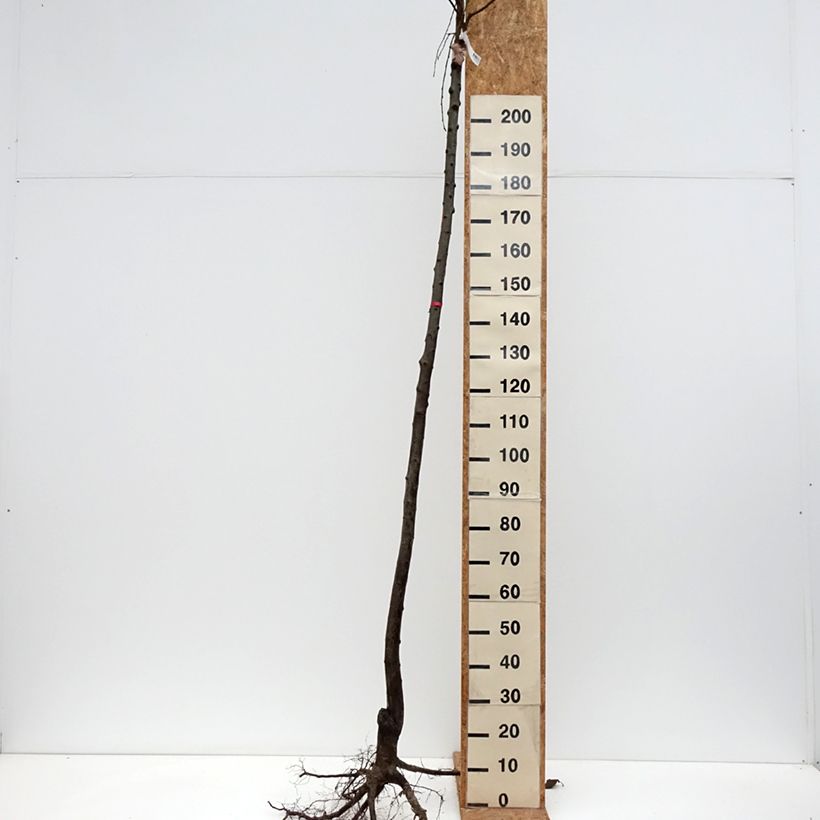 Prunus domestica Mr. Hâtif - Common plum Bare root, Standard sample as delivered in winter
