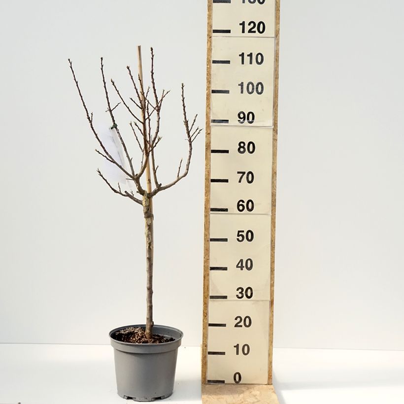 Prunus domestica  Goldust - Common plum 6L/7L pot, Dwarf sample as delivered in spring