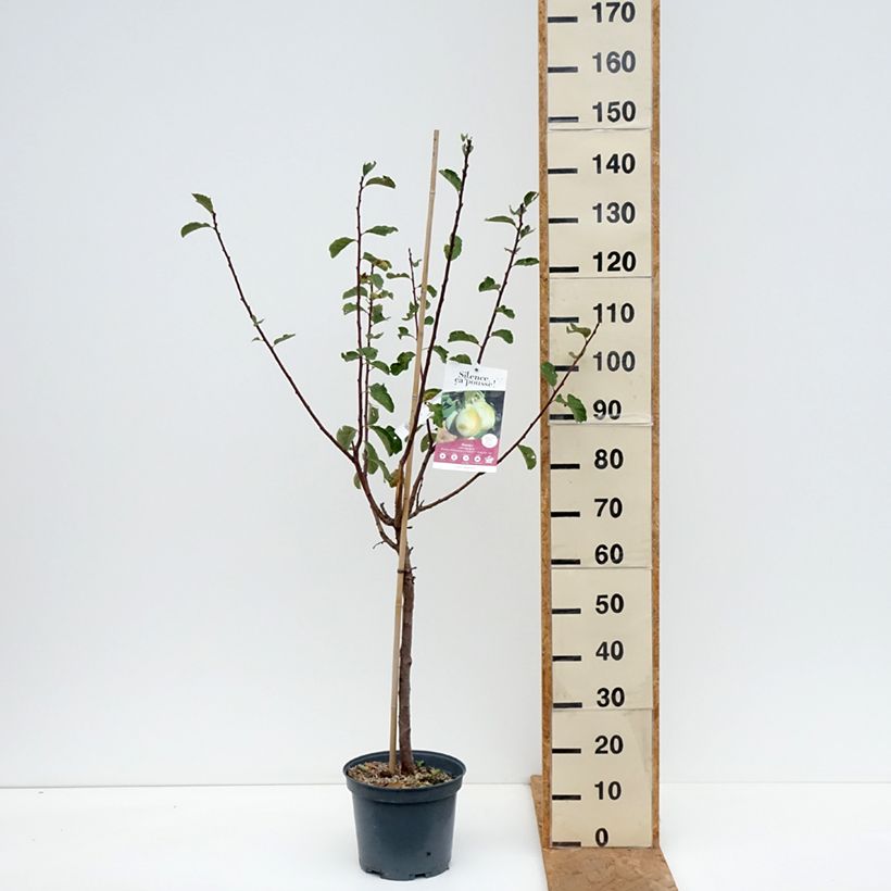 Prunus domestica  Goldust - Common plum 6L/7L pot, Dwarf sample as delivered in autumn