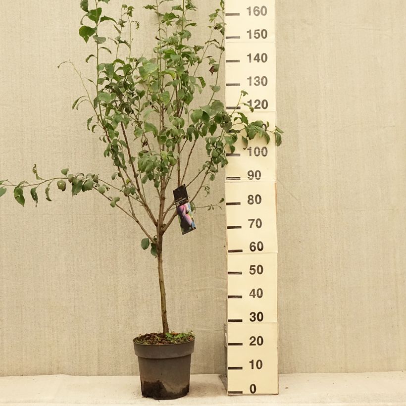Prunus domestica Hanna - Plum 7.5L/10L pot, Quarter standard sample as delivered in summer