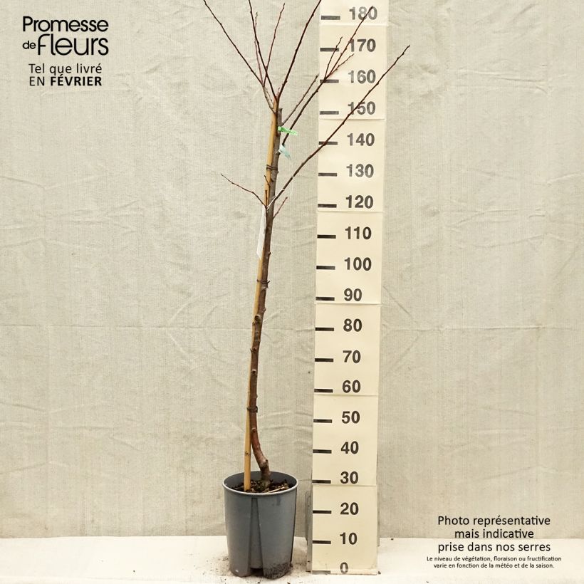 Prunus domestica Président - Common plum 7.5L/10L pot, Half standard sample as delivered in winter