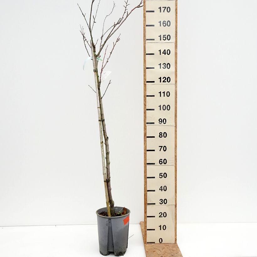 Prunus domestica Président - Common plum 7.5L/10L pot, Half standard sample as delivered in autumn