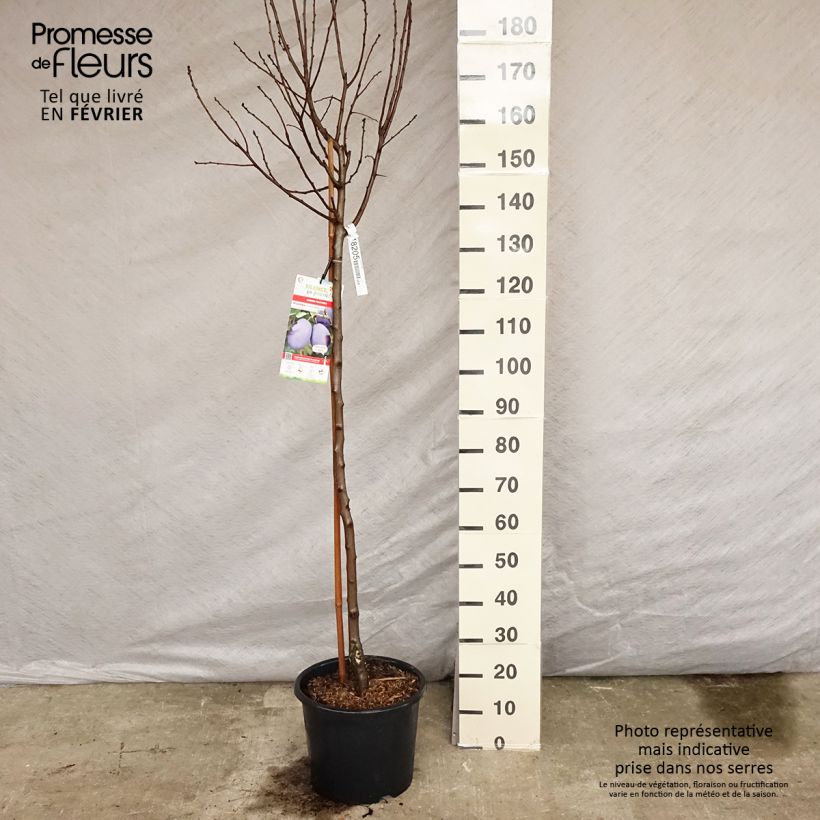 Prunus domestica Prune d'Ente - Common plum 7.5L/10L pot, Half standard sample as delivered in winter