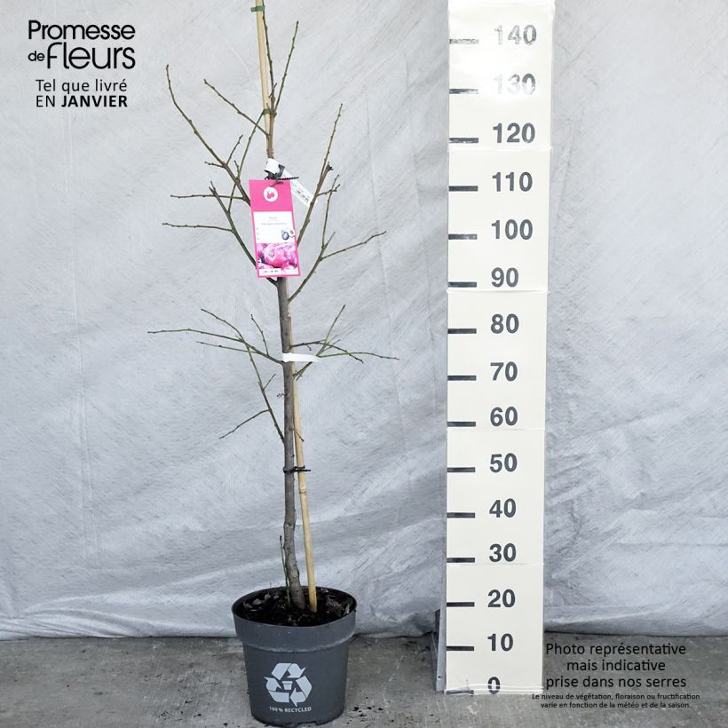 Prunus domestica Victoria - Common plum 7.5L/10L pot, Goblet sample as delivered in winter