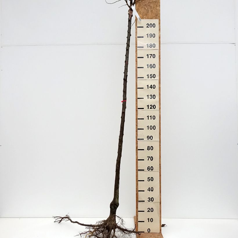Prunus domestica Altesse Simple - Common plum Bare root, Standard sample as delivered in winter