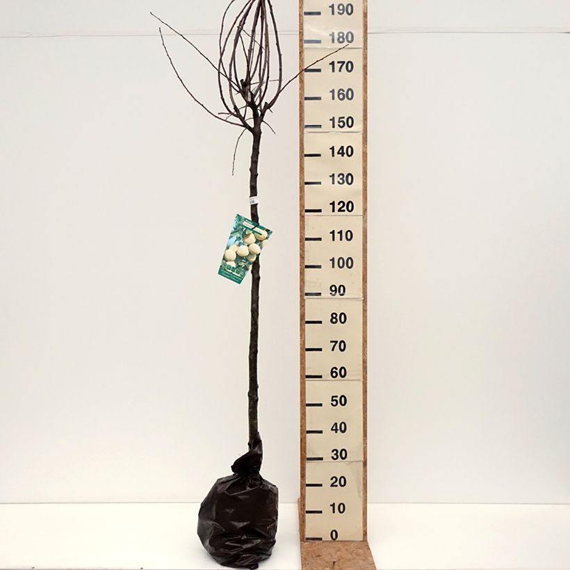 Prunus domestica Quetsche Blanche de Létricourt - Common plum Ready-to-plant root ball, Half standard sample as delivered in autumn