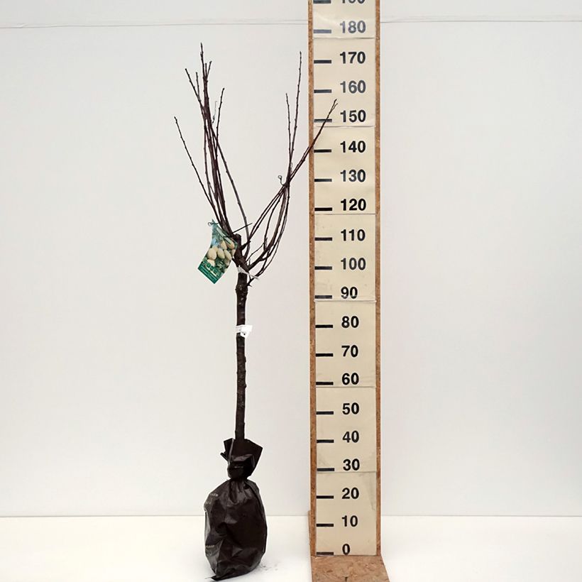 Prunus domestica Quetsche Blanche de Létricourt - Common plum Ready-to-plant root ball, Goblet sample as delivered in autumn