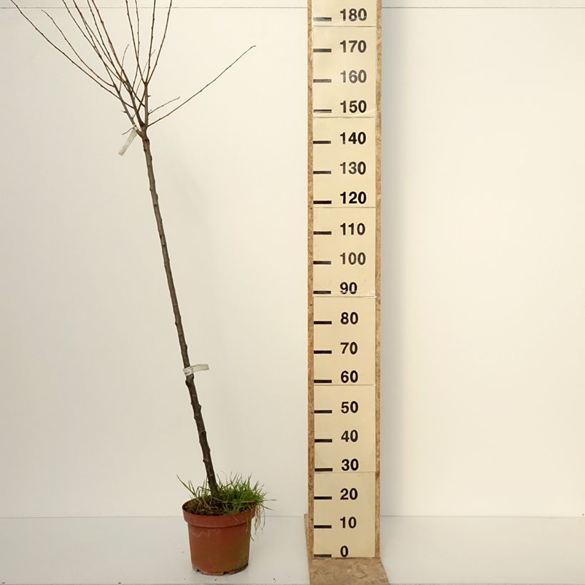 Prunus domestica Quetsche Blanche de Létricourt - Common plum 7.5L/10L pot, Half standard sample as delivered in winter