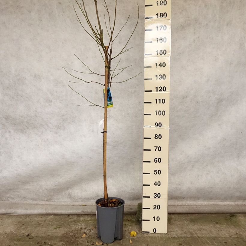 Prunus domestica Quetsche d'Alsace - Common plum 7.5L/10L pot, Half standard sample as delivered in autumn