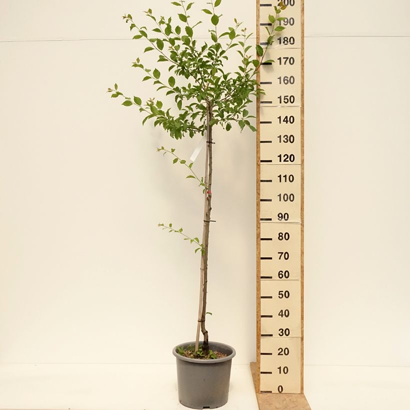 Prunus domestica Quetsche d'Alsace - Common plum 7.5L/10L pot, Half standard sample as delivered in spring