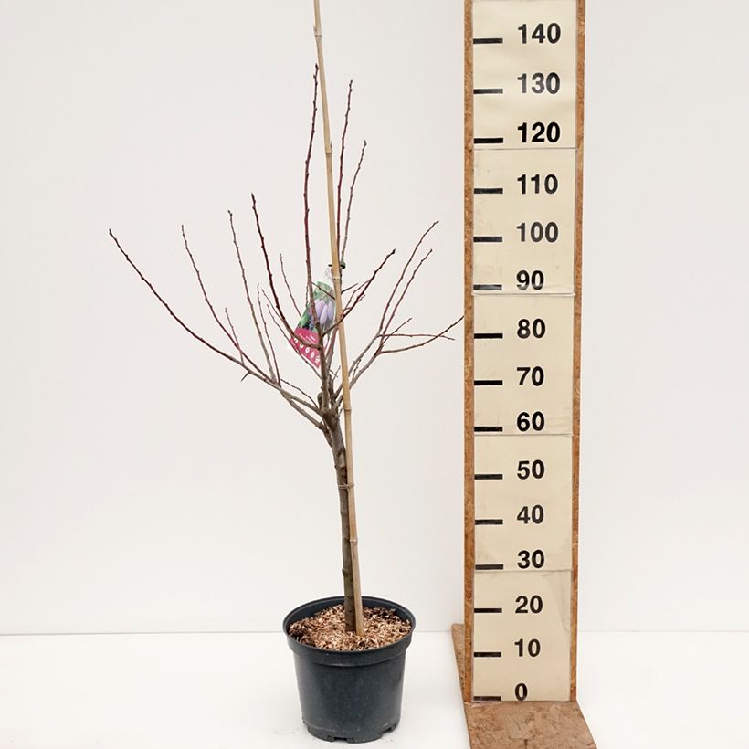 Prunus domestica Quetsche d'Alsace - Common plum 7.5L/10L pot, Goblet sample as delivered in winter