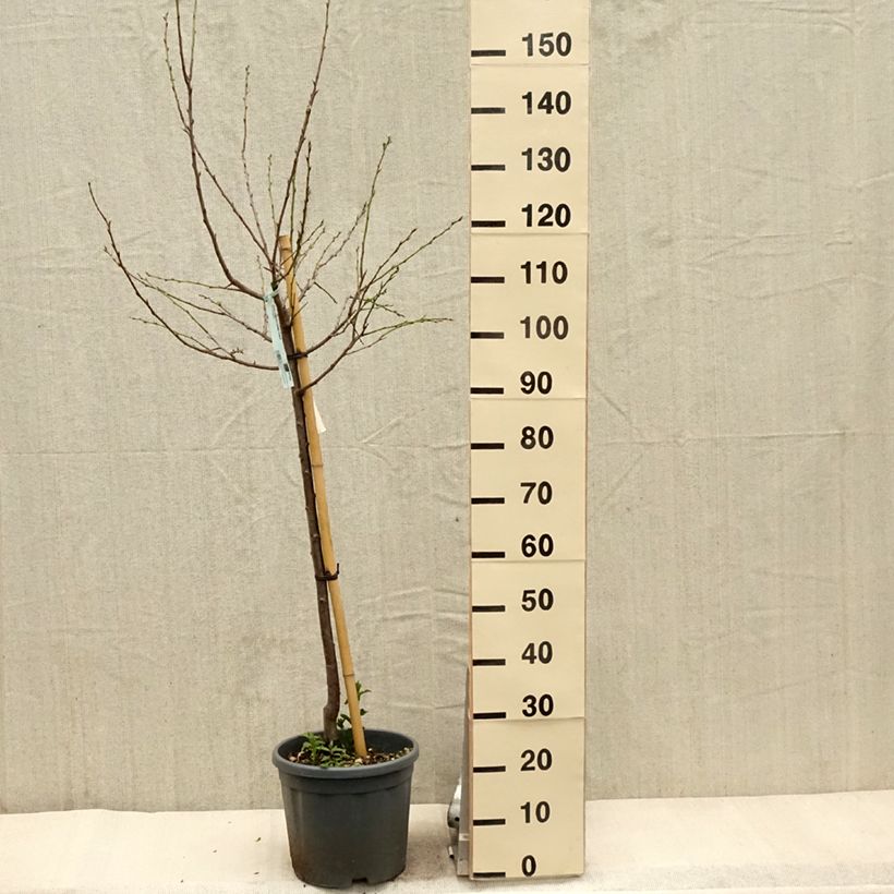 Prunus domestica Stanley - Common plum 7.5L/10L pot, Goblet sample as delivered in spring