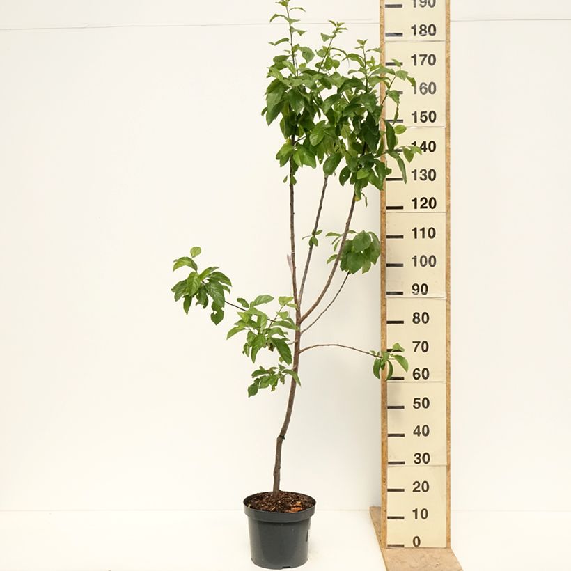 Prunus domestica Reine Claude d'Oullins - Common plum 7.5L/10L pot, Goblet sample as delivered in spring