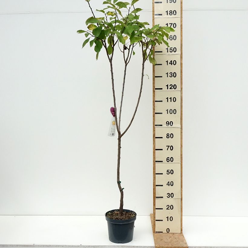 Prunus domestica Reine Claude d'Oullins - Common plum 7.5L/10L pot, Goblet sample as delivered in summer