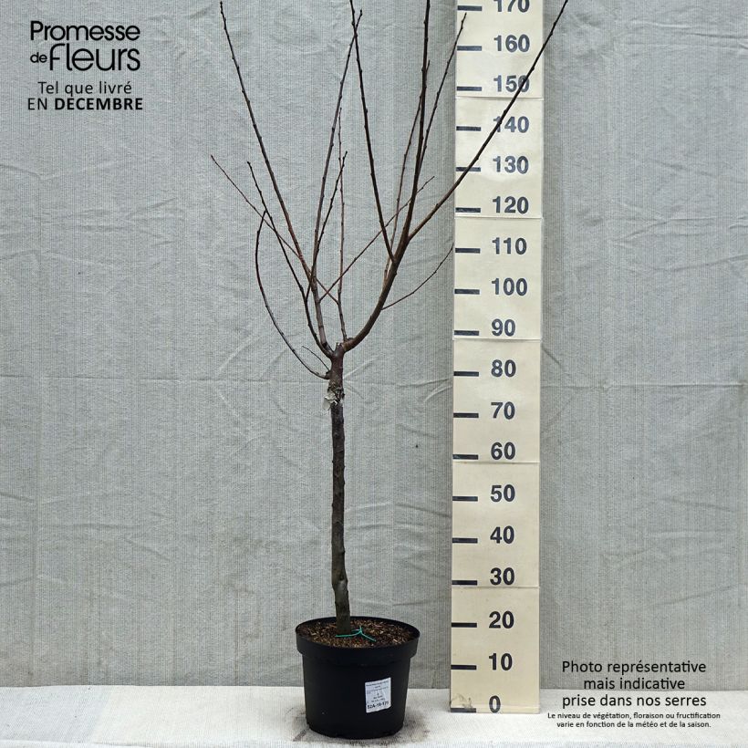 Prunus domestica Reine Claude de Bavay - Common plum 7.5L/10L pot, Goblet sample as delivered in winter
