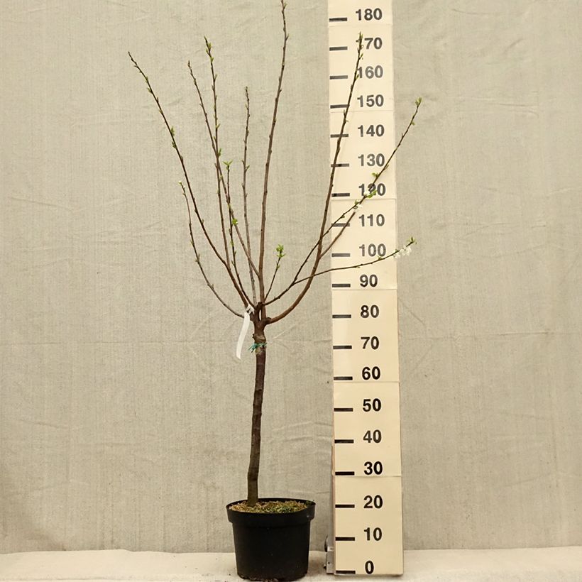 Prunus domestica Reine Claude de Bavay - Common plum 7.5L/10L pot, Goblet sample as delivered in spring