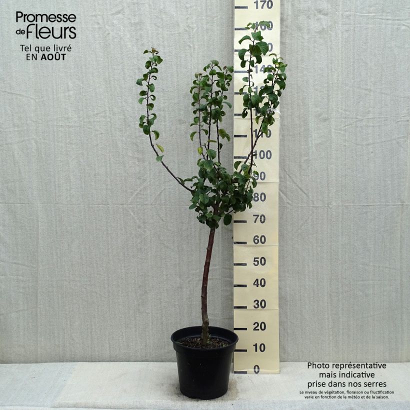 Reine Claude De Juillet' Plum Tree 7.5L/10L pot, Goblet sample as delivered in summer