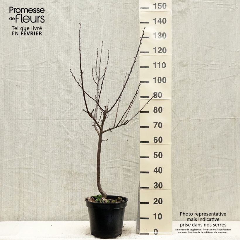 Reine Claude De Juillet' Plum Tree 7.5L/10L pot, Goblet sample as delivered in winter