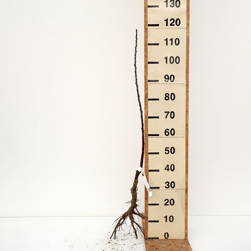 Prunus domestica Reine Claude Diaphane - Common plum Bare root, Scion sample as delivered in winter
